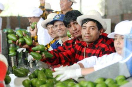 moroproductores de palta
